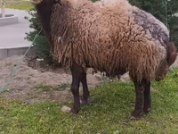Ram, Sheep — photo 2