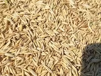 Ավյոզ, վարսակ, վարսակի սերմ — 照片 2