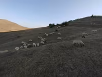 绵羊（批次，未指定性别）, Sheep — 照片 2