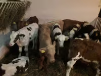 Bulle, Simmental cattle — Foto 2