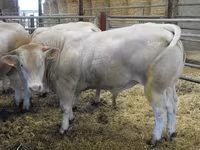 Buğa, Blonde d’Aquitane cattle — foto 3