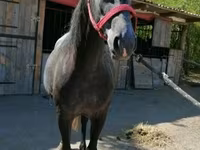 Caballo, Caballos — foto 5
