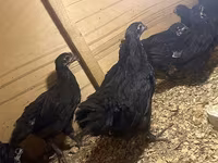 Australian Pit Game fowl — photo 7