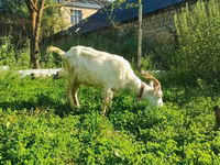 Goat, Saanen goat — photo 2