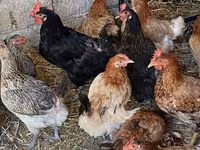 Chickens — foto 3
