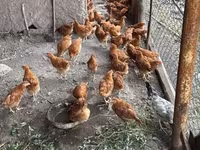 Chickens — Foto 2