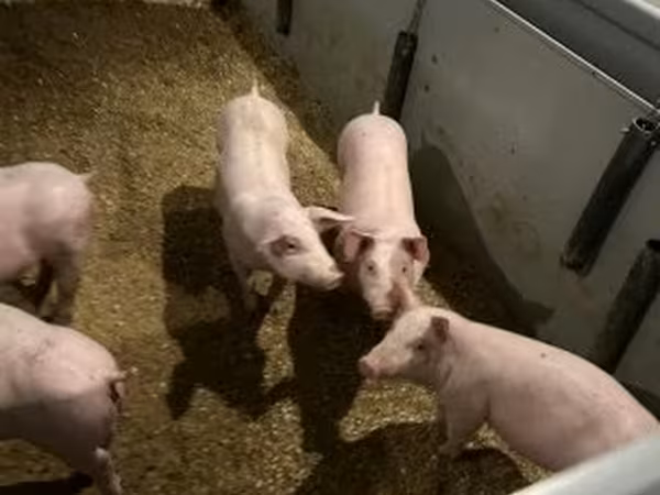 Knur, Гипор
