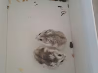 Cırtdan hamsterlər və tam dəst qəfəs satilir Sevimli və mehriban — Foto 4