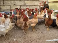 Chickens — 照片 8