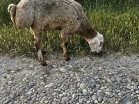 Ram, Sheep — photo 2