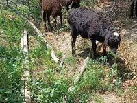 Ovelha, Ovelhas — foto 1