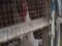 Chickens — photo 4