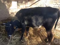 公牛, Cattle — 照片 5