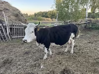 بقرة, Russian Black pied cattle — الصورة 2