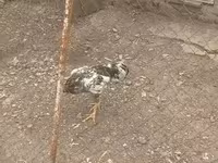Chickens — foto 2