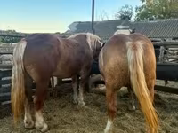 Klisna, Hungarian horse breed — foto 7