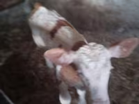 Buğa, Simmental cattle — foto 5