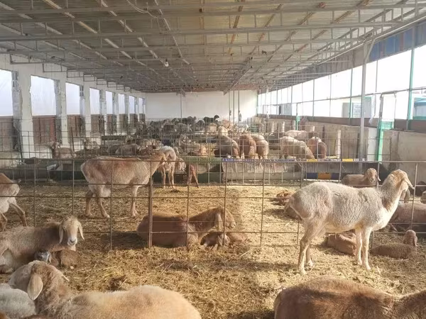Sheep (batch, sex not specified), Sheep