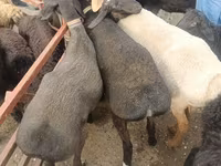 Owce (partia, płeć nieokreślona), Edilbay sheep — zdjęcie 3