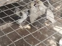 Chickens — foto 7