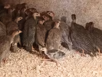 Guinea fowl — foto 3