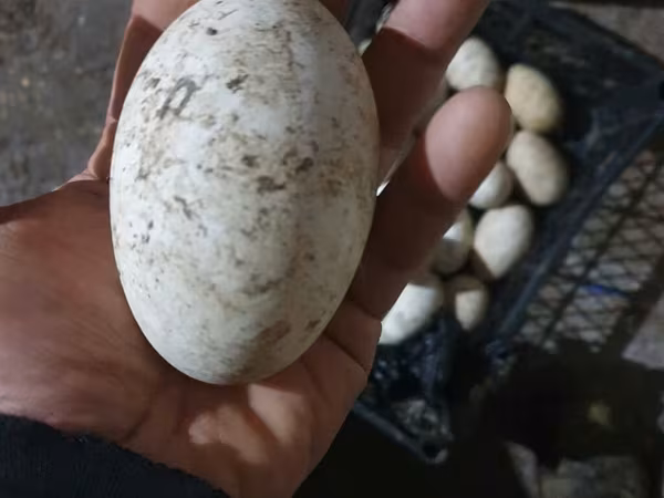 Geese — Azerbaijan