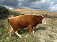 Bulle, Simmental cattle — Foto 3