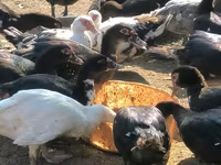 Ducks — foto 1
