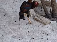 Chickens — फ़ोटो 5