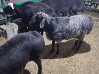 Ram, Sheep — photo 5