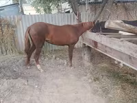 Stute, Kyrgyz Horse — Foto 3
