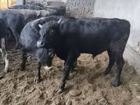 Buğa, Karakul — foto 7