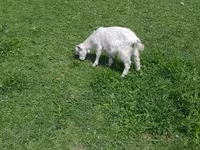 Billy Goat, Goats — photo 1