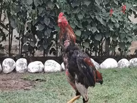 Chickens — photo 4