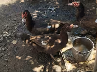 Ducks — photo 6