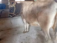 Vaca, Raça Alatau — foto 6