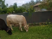 Buğa, Herefod — foto 2