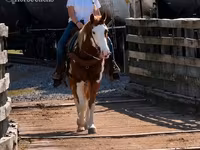 At, American paint horse — foto 8