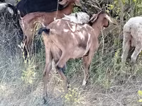 Dişi keçi, Nubian Goat — foto 5