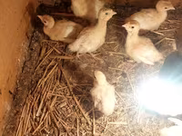 Broad Breasted White — photo 2
