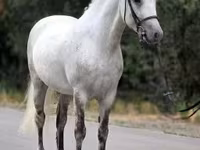 Kůň, Falabella — foto 1