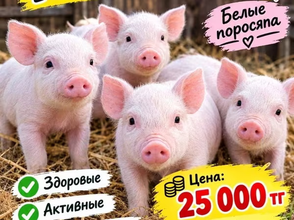Donuzlar (partiya, cinsi göstərilməyib), Дюрок