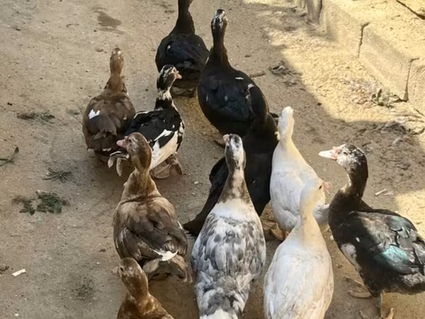 مسكوفي منزلي