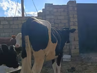 母牛, Simmental cattle — 照片 4