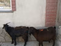 Koza, Kozy — foto 1