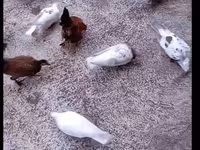 Chickens — الصورة 3