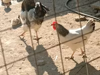 Chickens — photo 5
