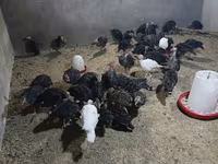 Geniş Sinəli Ağ — foto 6