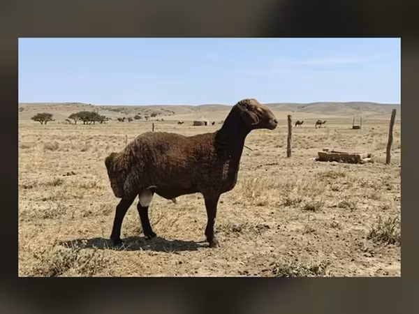 Ram, Sheep — Azerbaijan