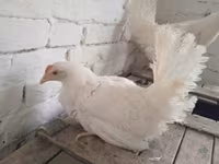 Moskva Qara — foto 2